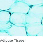 Regenerative Medicine: Adipose tissue