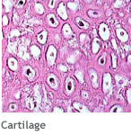 Regenerative Medicine: Cartilage tissue