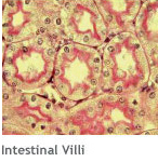 Regenerative Medicine: Intestinal villi tissue