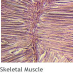 Regenerative Medicine: Skeletal muscle tissue